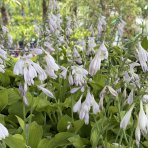 Funkia (Hosta) ´AUGUST MOON’  - kont. C1,5L